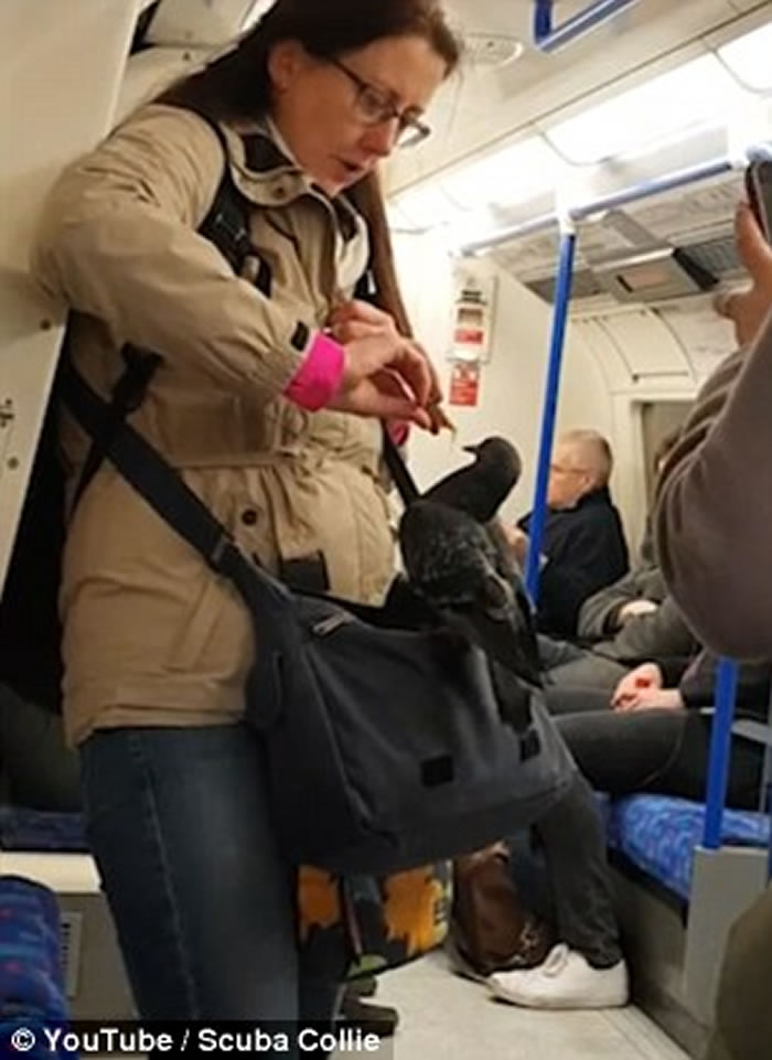 Ӣ���׶ص�����һֻ���ӷɵ�Ů�˿�б�����ϲ�Ը�뿪