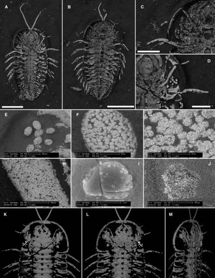 化石证据显示三叶虫的生殖器在头部