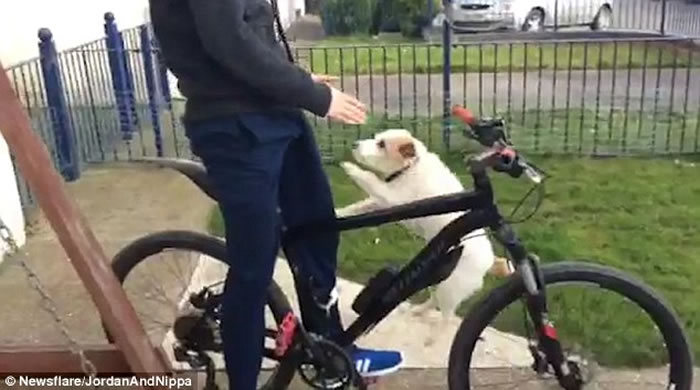 Ӣ��С��Nippa�˷��־��������˱�һ���ﵥ������۳�