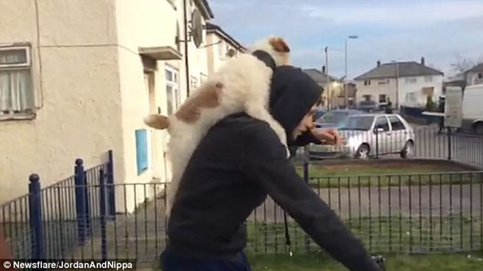 Ӣ��С��Nippa�˷��־��������˱�һ���ﵥ������۳�