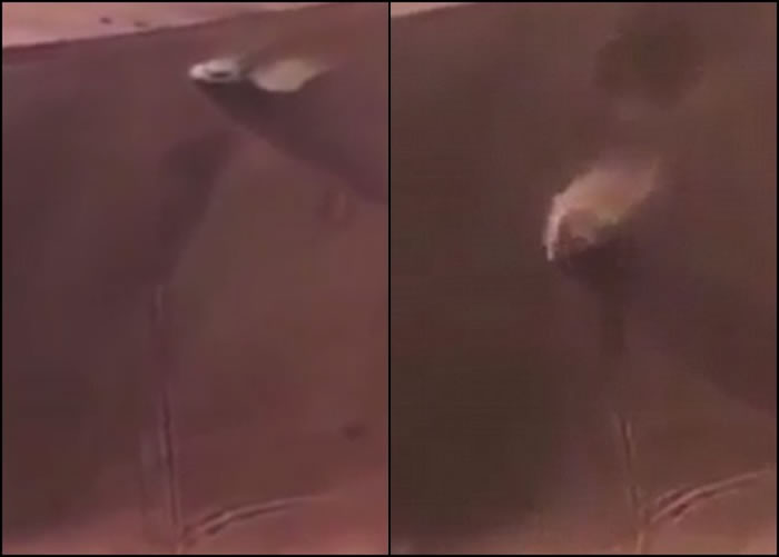 越野车从沙丘顶部滚下。