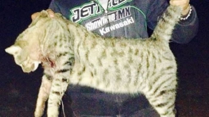 当地人捕获超大型猫。