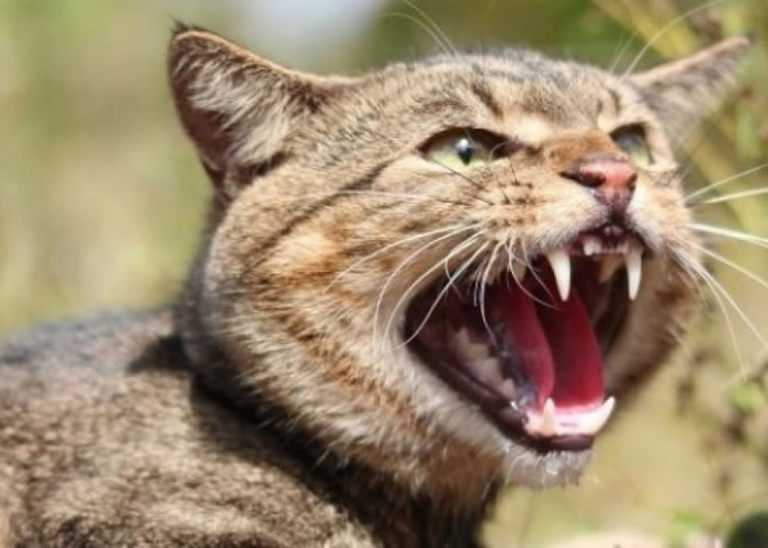 澳洲被指野猫为患。