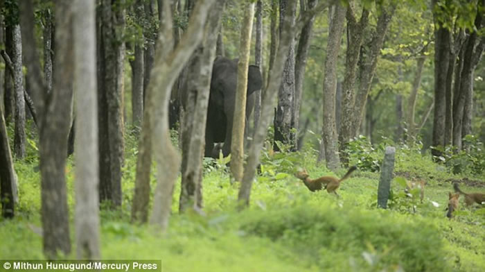 ӡ�ȴ������軤������ŭײ���Ұ��