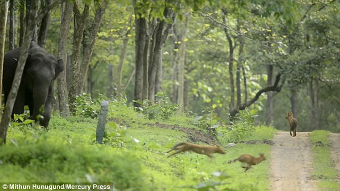 ӡ�ȴ������軤������ŭײ���Ұ��