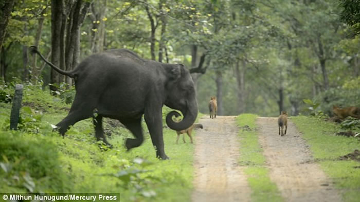 ӡ�ȴ������軤������ŭײ���Ұ��