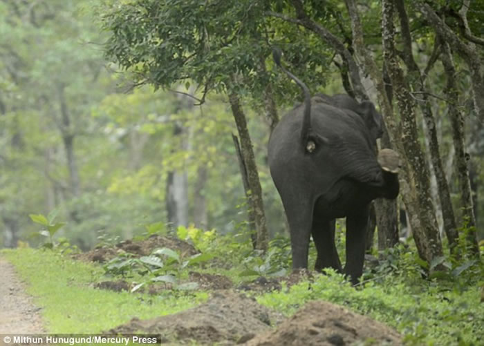 ӡ�ȴ������軤������ŭײ���Ұ��