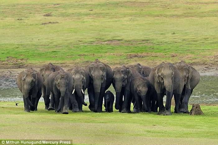 ӡ�ȴ������軤������ŭײ���Ұ��