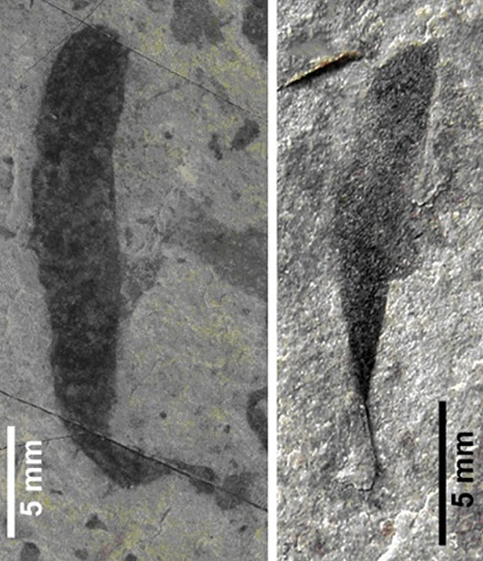 高于庄组大型藻类植物化石