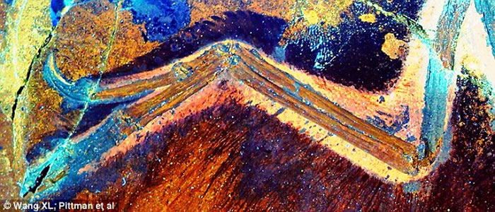 古生物学家利用新技术准确重塑恐龙身体轮廓 近鸟龙真貌首次展现