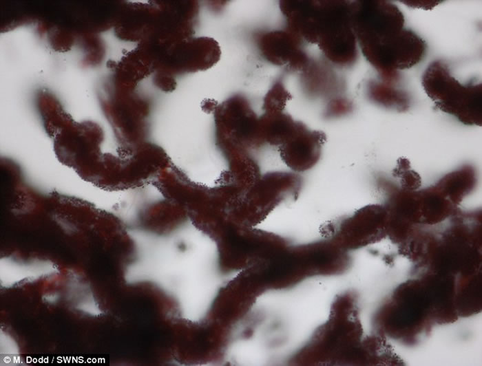 加拿大魁北克发现历来最古老化石 距今约42亿年