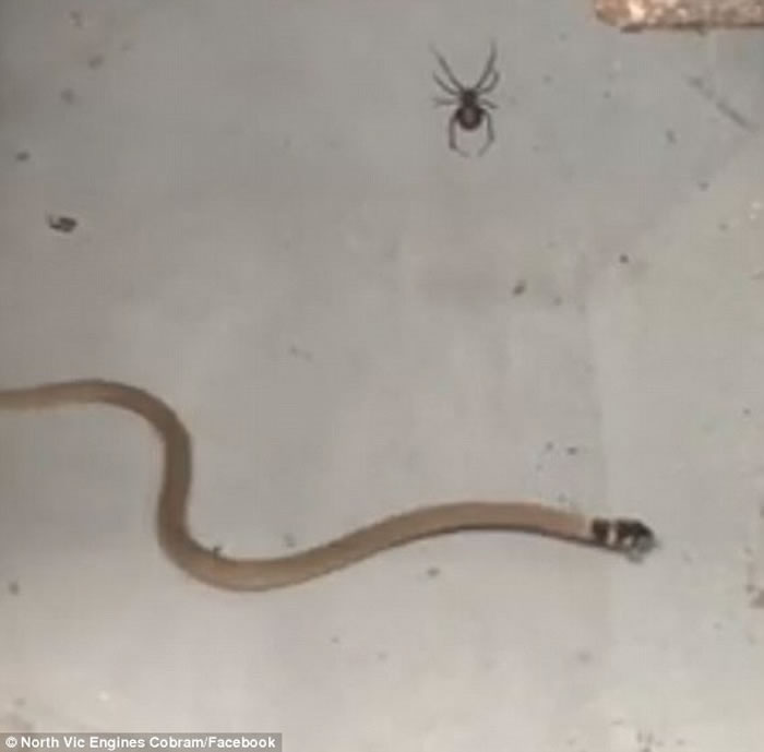 毒性极强的红背蜘蛛用网把体型大数倍的蛇困住 然后不断用毒攻击对方