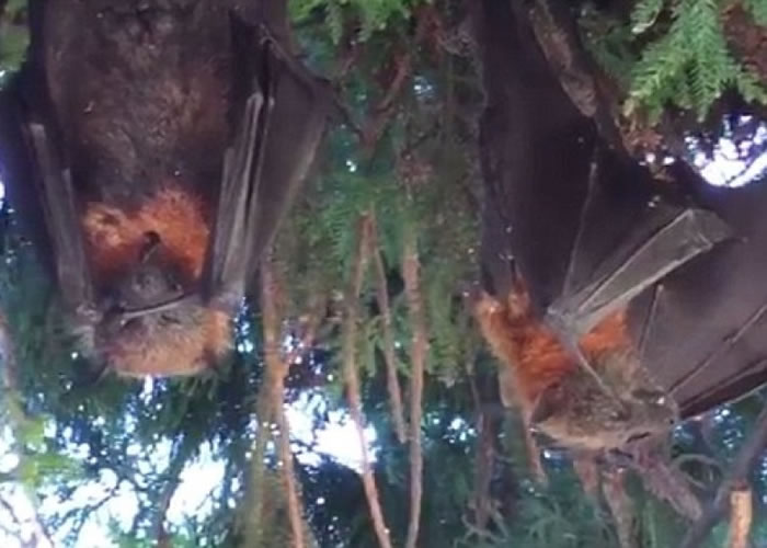 �����𵹹������ϳɸ�ʬ��