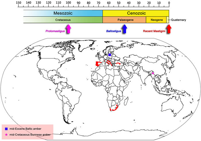 世界鞭苔甲族的地理分布图