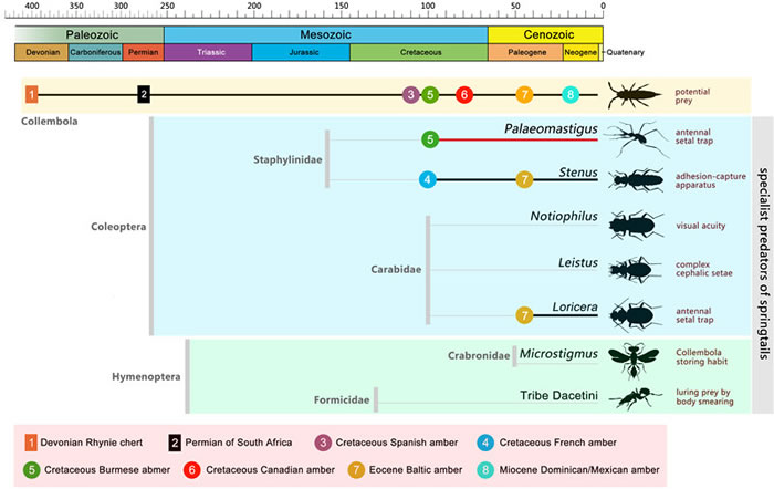跳虫和专性跳虫捕食者的系统演化图