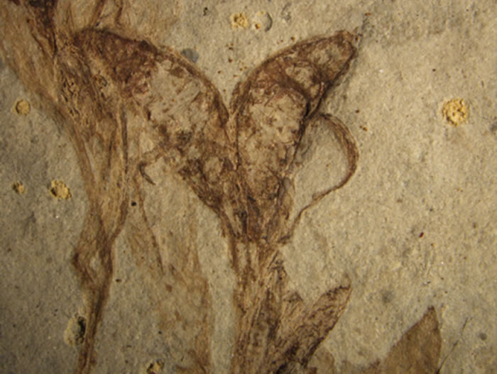 �й��������һ���������ֹ��ı���ֲ�ﻯʯ