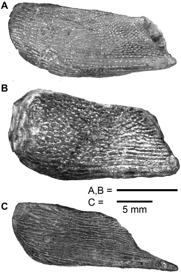 4.2����ǰ����������Ƭ�Ĺ����ࡪ�����ϼ�����