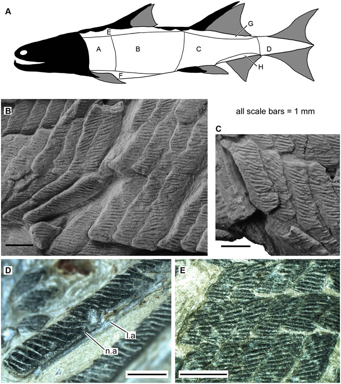 4.2����ǰ����������Ƭ�Ĺ����ࡪ�����ϼ�����