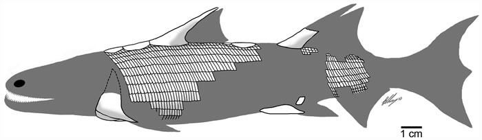 4.2����ǰ����������Ƭ�Ĺ����ࡪ�����ϼ�����