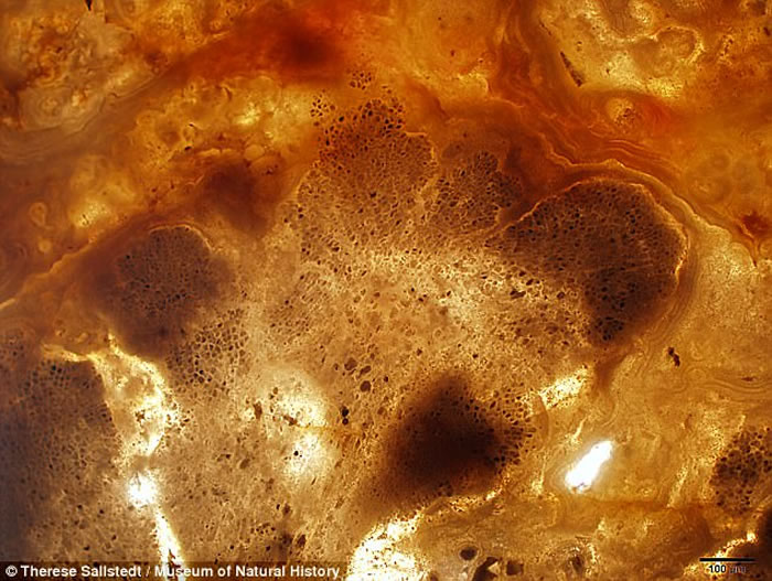 瑞典科学家在印度岩石中发现世界上迄今最古老的植物化石 距今16亿年