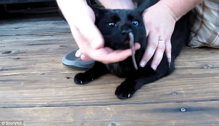 好奇害死猫:美国黑猫捉到蛇想吃掉 谁知蛇从鼻孔钻出