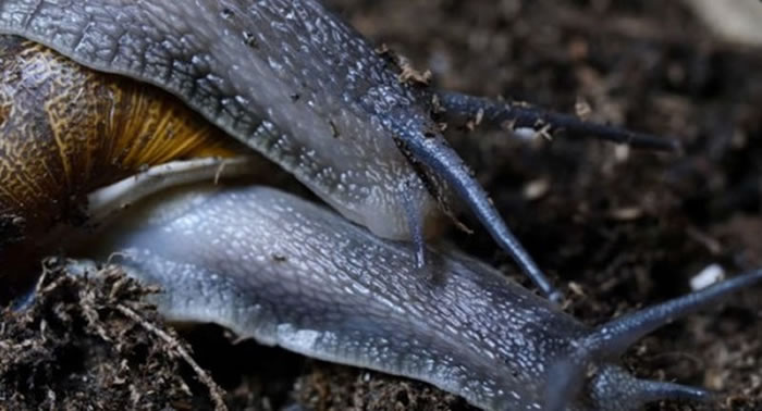 雌雄同体的蜗牛「办事」时间长达24小时,堪称「缓慢性爱」专家。