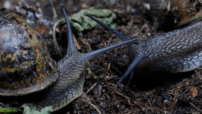 雌雄同体的蜗牛「办事」时间长达24小时,堪称「缓慢性爱」专家。