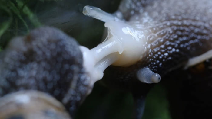 雌雄同体的蜗牛「办事」时间长达24小时,堪称「缓慢性爱」专家。