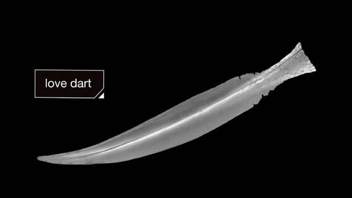 雌雄同体的蜗牛「办事」时间长达24小时,堪称「缓慢性爱」专家。