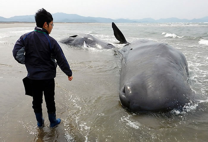 日本鹿儿岛6头抹香鲸搁浅死亡