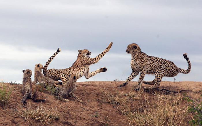 南非公豹偷袭 豹妈妈弹起来保护孩子