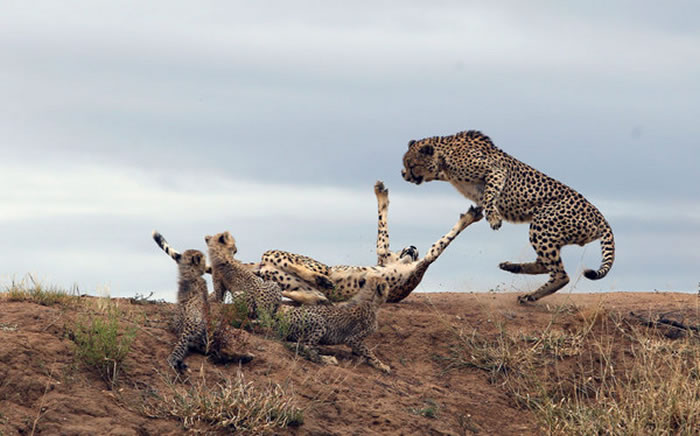 南非公豹偷袭 豹妈妈弹起来保护孩子