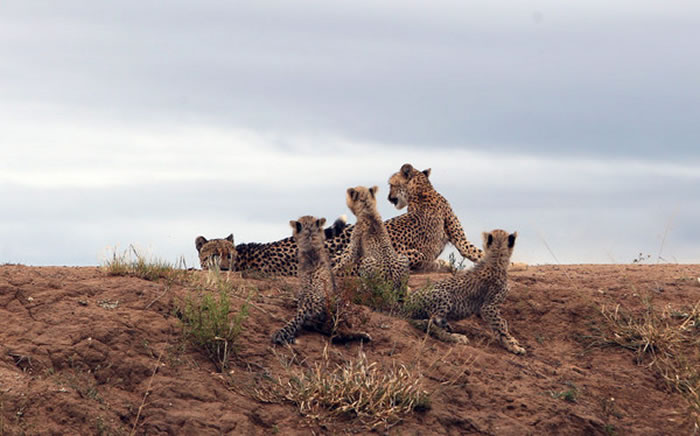 南非公豹偷袭 豹妈妈弹起来保护孩子