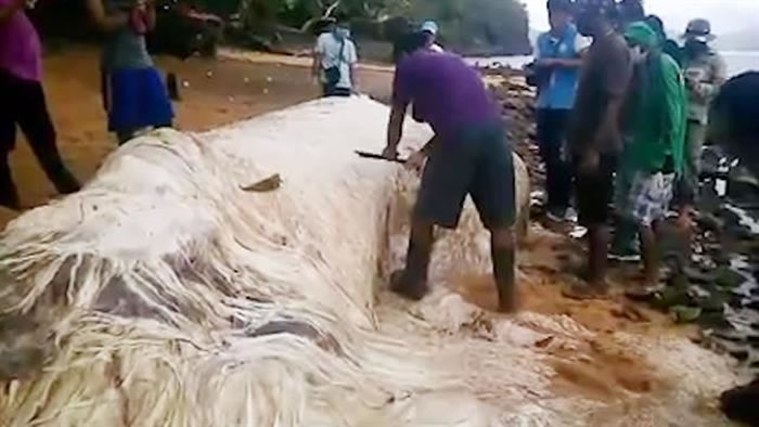 ���ɱ���̲�ϵ�����ë�� ���ɼ���Ⱥ�����ֲ�����������ʬ��