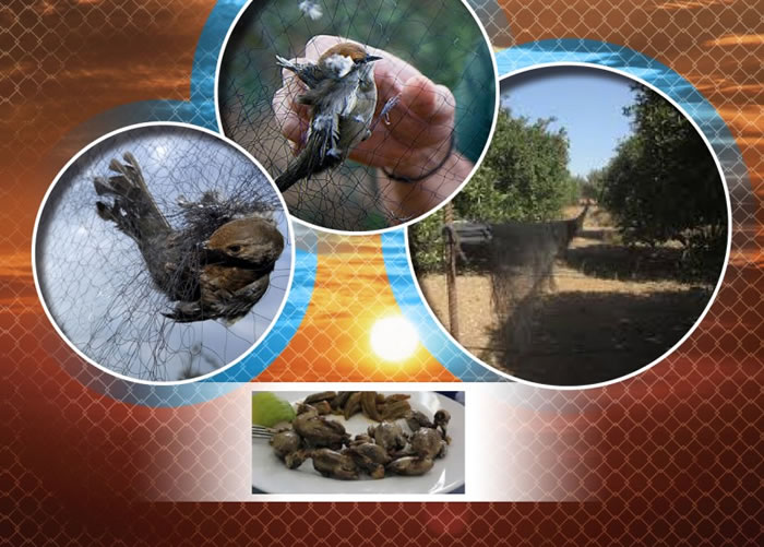 塞浦路斯一个英军基地单单在去年秋季已有数十万只鸣禽被人非法捕杀。