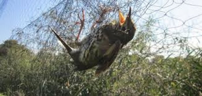 不法分子把死去的雀鸟送到当地餐厅,制成菜式出售。