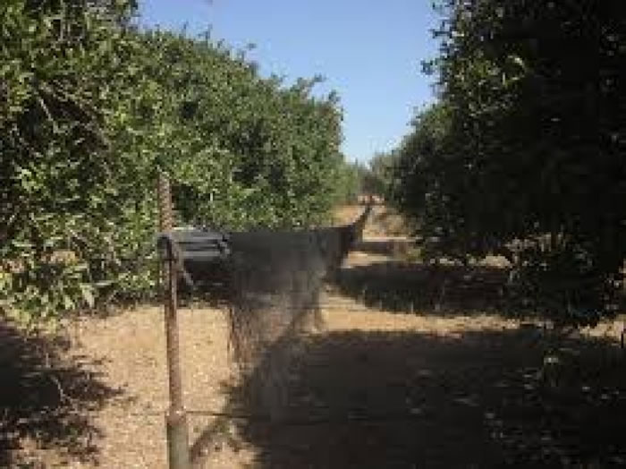 不法分子设陷阱捕杀雀鸟。