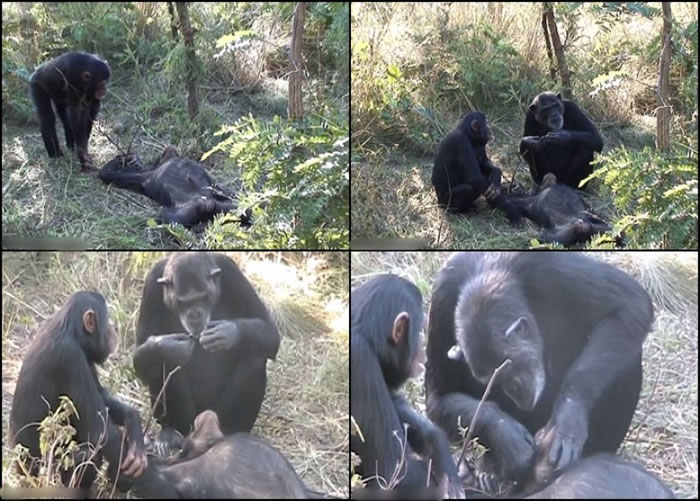 ������ŵ����Ϊ����ȥ����������˹������ݡ�