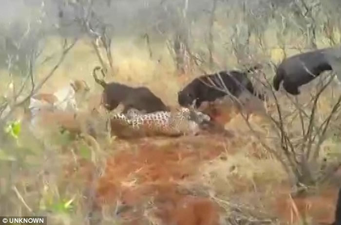 非洲纳米比亚猎人残杀美洲豹影片曝光 猎狗围攻噬咬