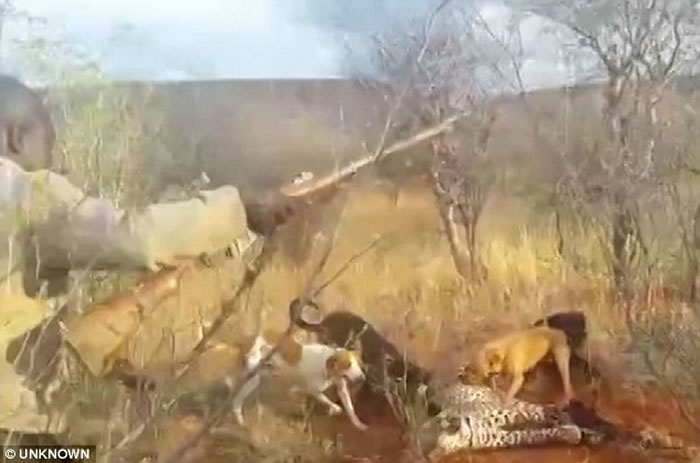 非洲纳米比亚猎人残杀美洲豹影片曝光 猎狗围攻噬咬