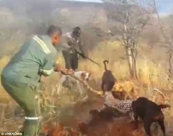 非洲纳米比亚猎人残杀美洲豹影片曝光 猎狗围攻噬咬