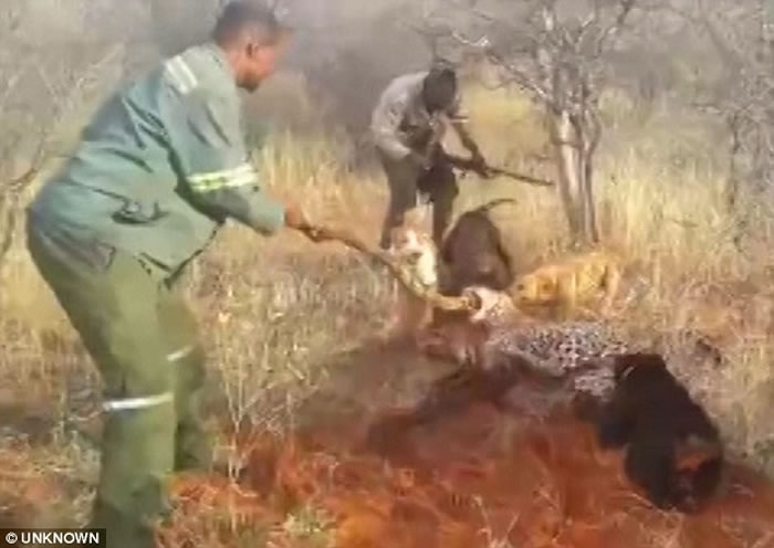 非洲纳米比亚猎人残杀美洲豹影片曝光 猎狗围攻噬咬
