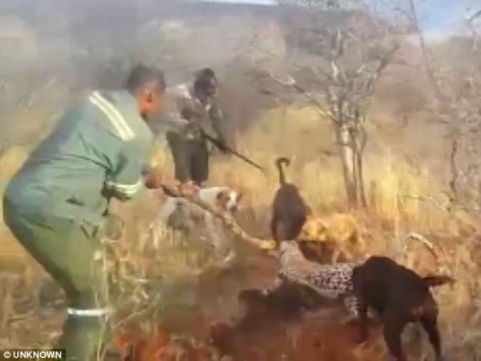 非洲纳米比亚猎人残杀美洲豹影片曝光 猎狗围攻噬咬