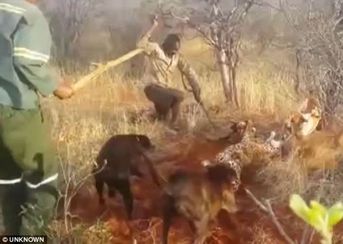 非洲纳米比亚猎人残杀美洲豹影片曝光 猎狗围攻噬咬