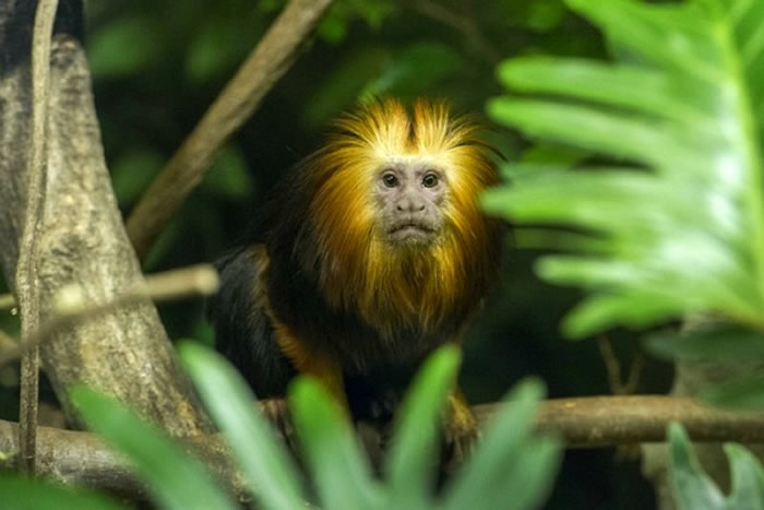 韩国游乐园从德国引进4只金狮面狨(金狮狨猴)对外公开