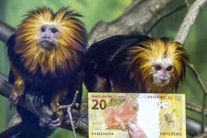 韩国游乐园从德国引进4只金狮面狨(金狮狨猴)对外公开