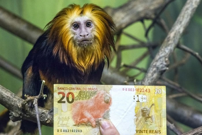 韩国游乐园从德国引进4只金狮面狨(金狮狨猴)对外公开