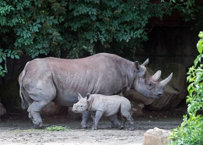 德武尔克拉洛韦动物园宣布会锯短园内犀牛的角。