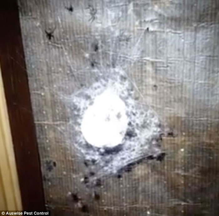 澳洲灭虫专家捣巢 逾百小蜘蛛空群而逃