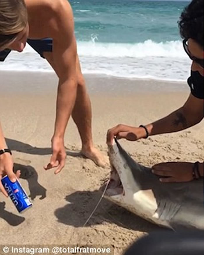 美国大学生捉来鲨鱼强行张开嘴 用鲨鱼利齿当作开罐器开啤酒